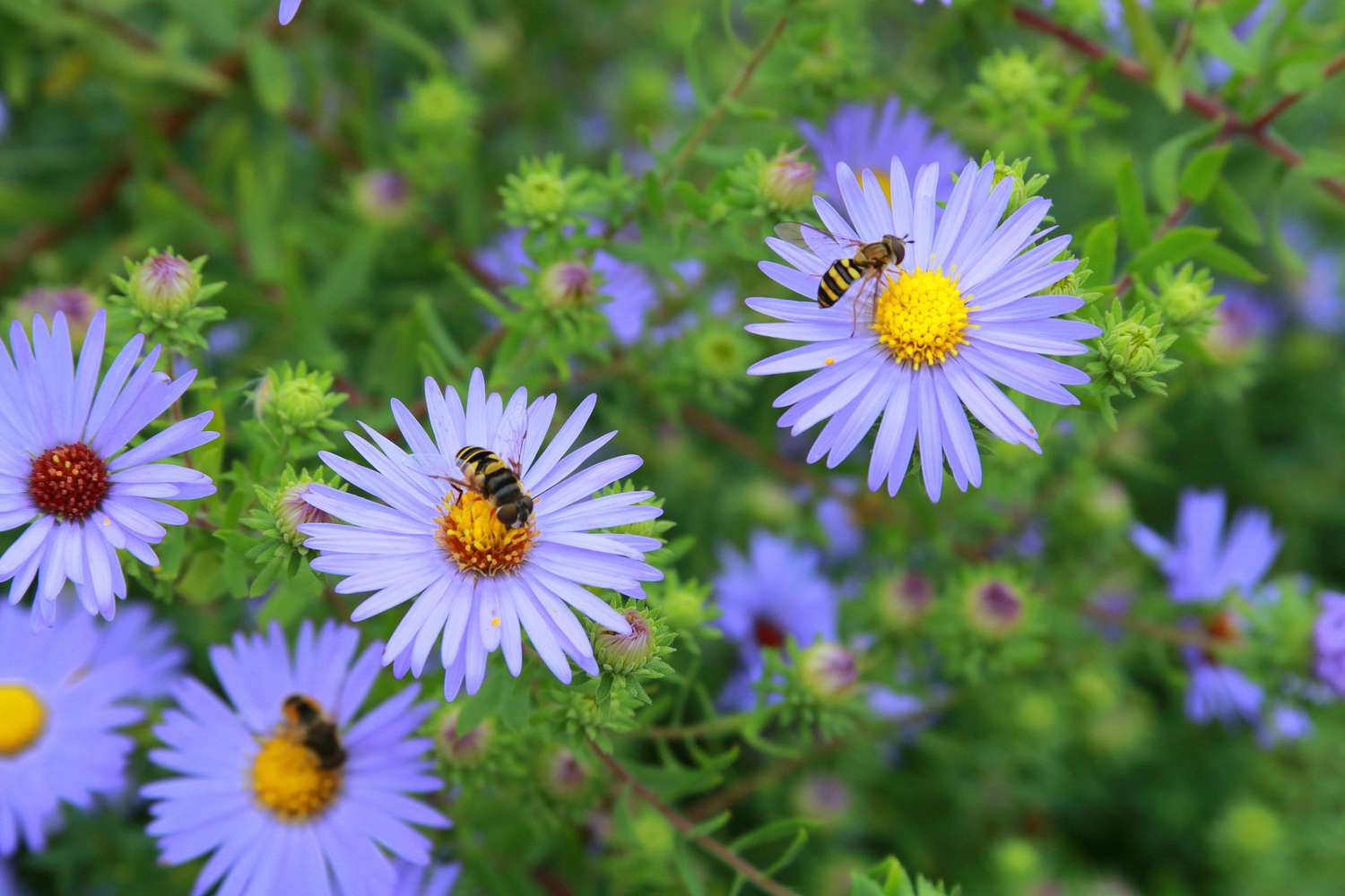 Purple flowers in a gravel garden