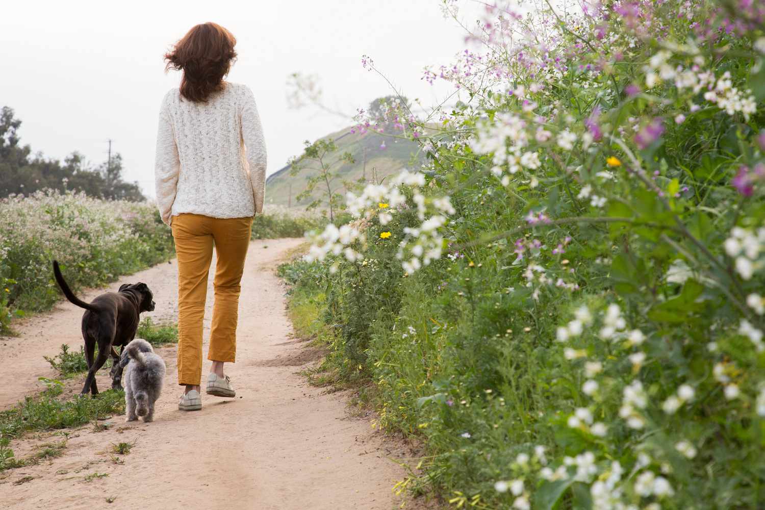 Mindful walk with dogs