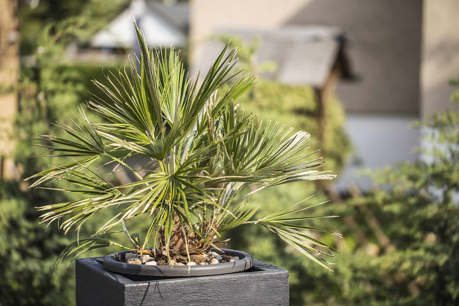 A small potted palm tree displayed outdoors in a landscaped garden setting