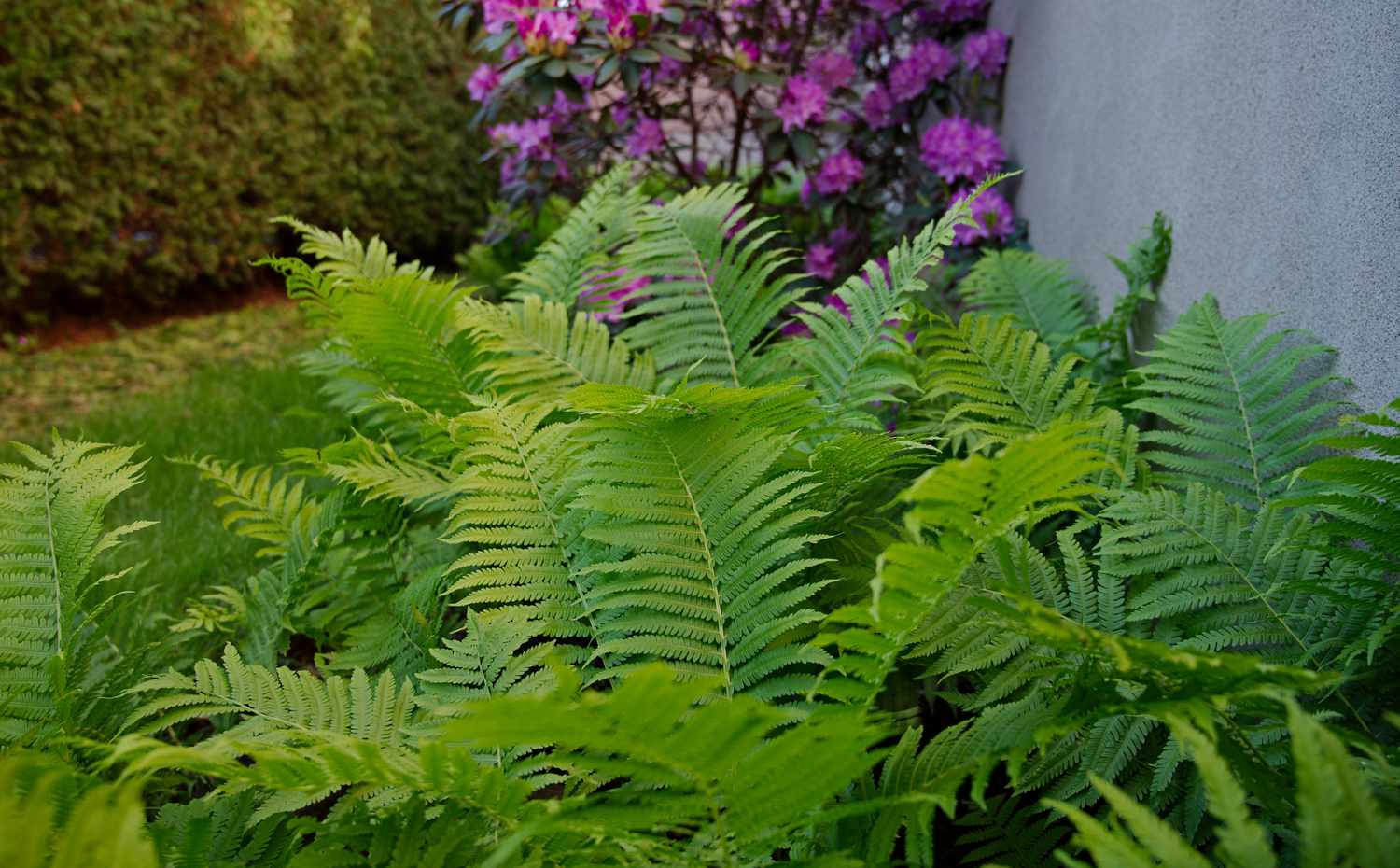lady fern in garden