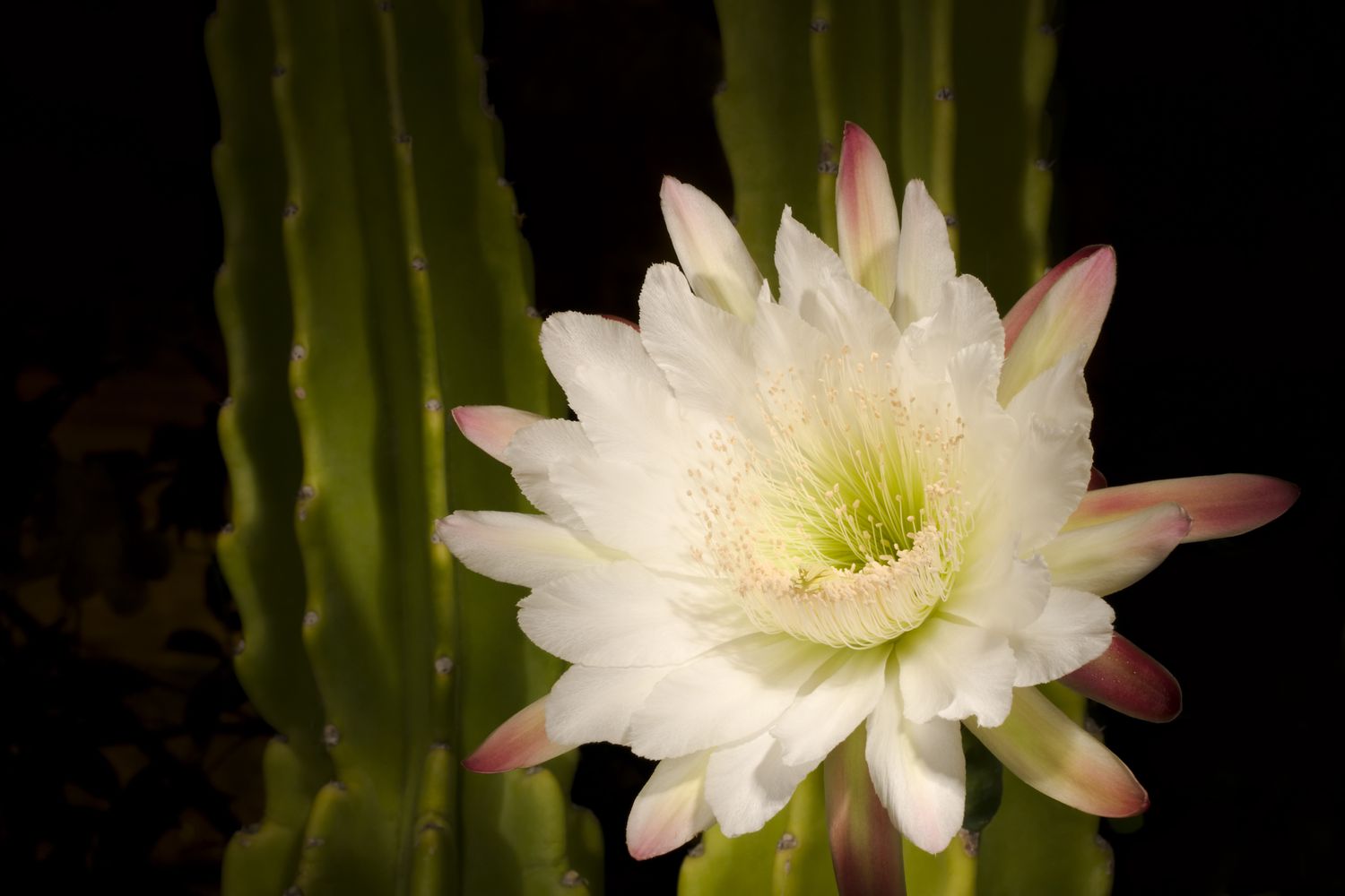 Queen of the Night) in bloCactaceae cereus hildmannianus (Queen of the Night) in bloom at night.