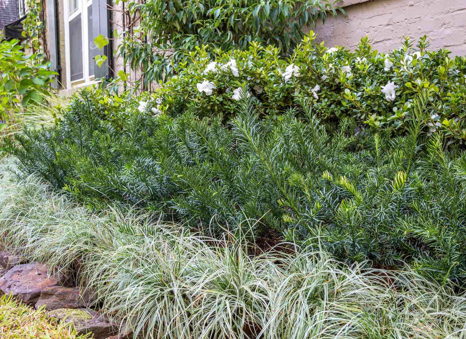 Yewtopia shrub in a garden