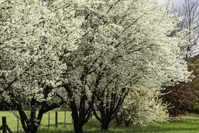 bradford pear trees