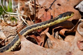A snake slithering on dry brown leaves outdoors