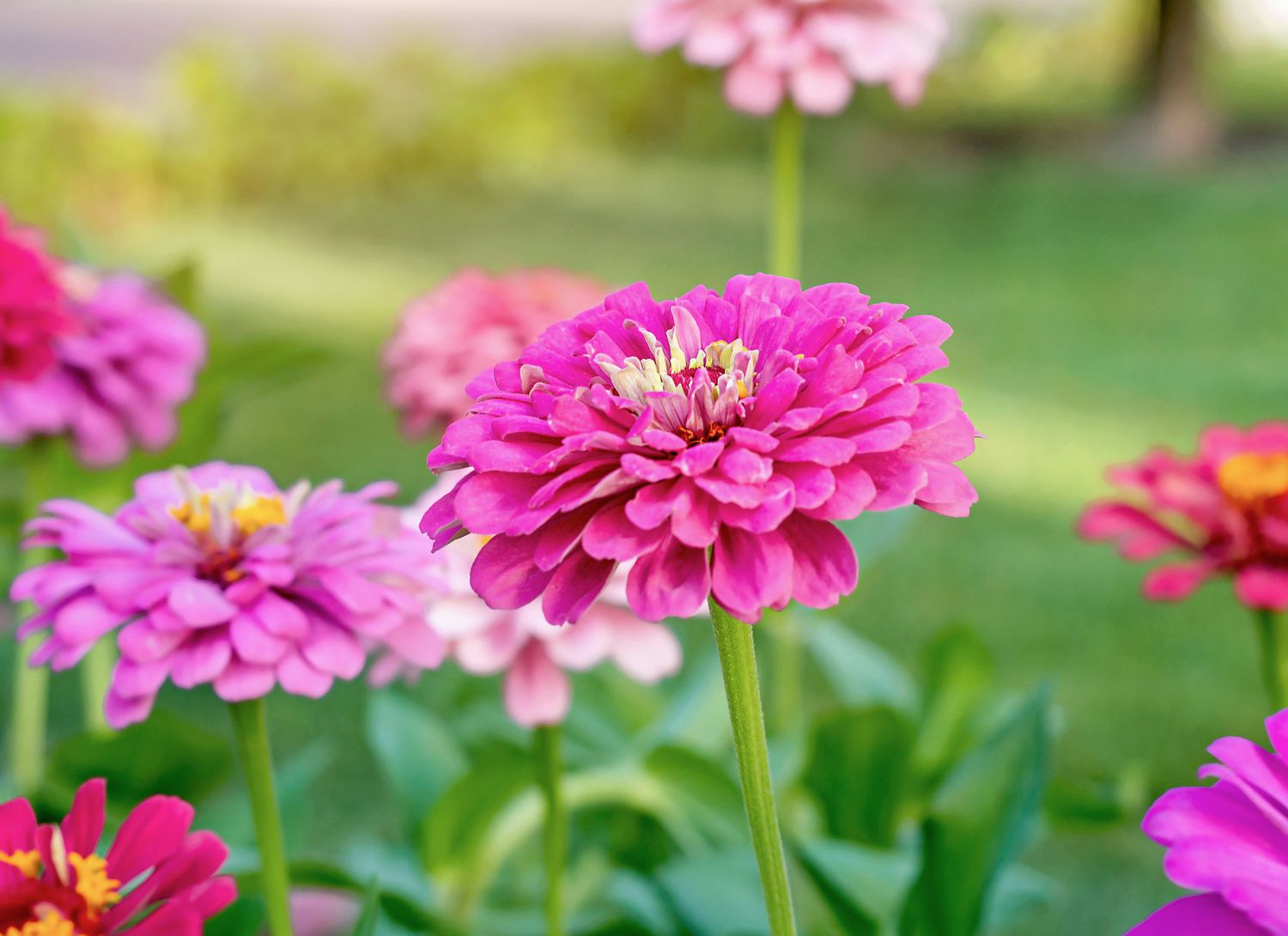 Zinnias with pink blooms in a garden