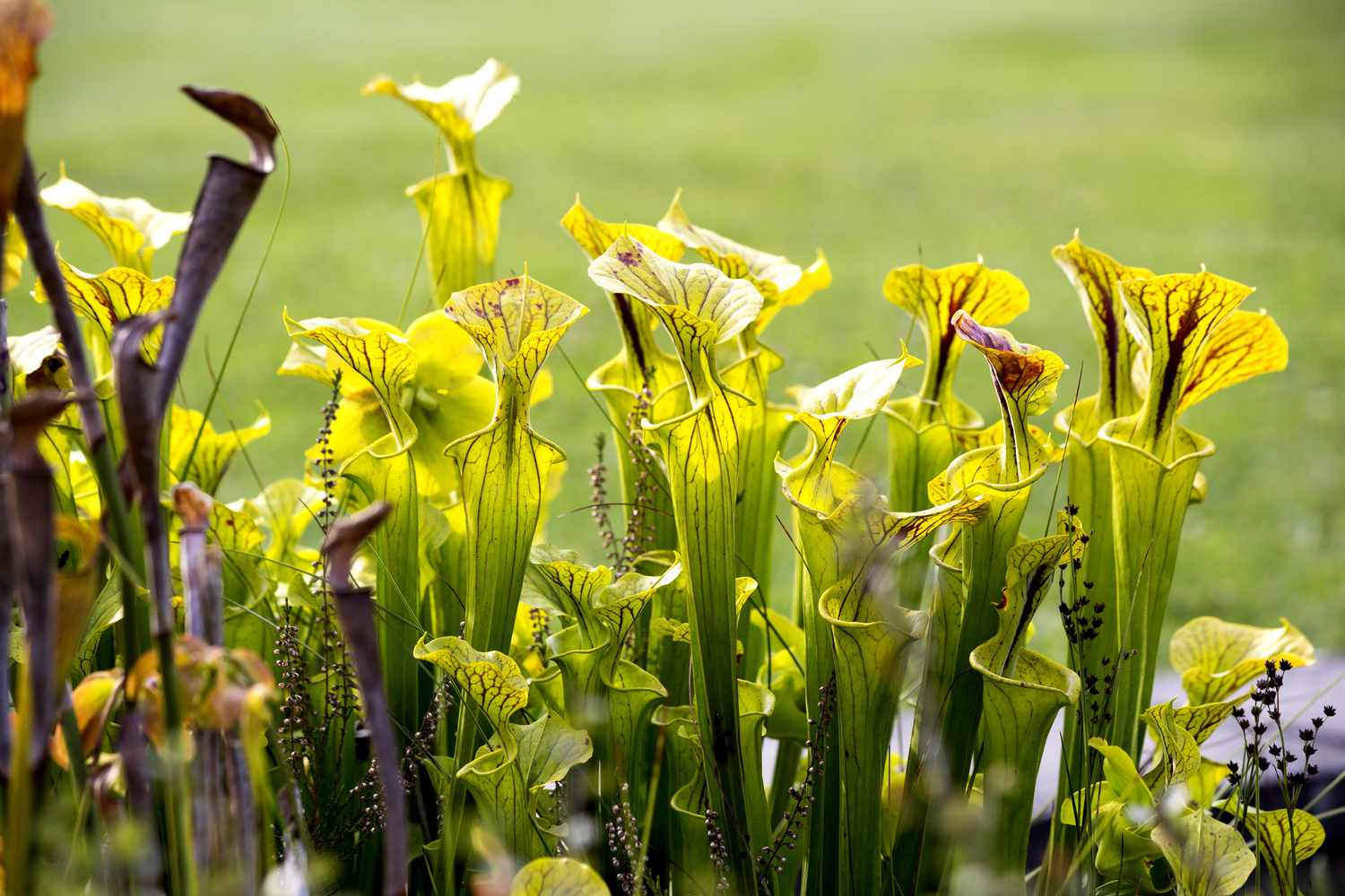 Trumpet pitcher plants
