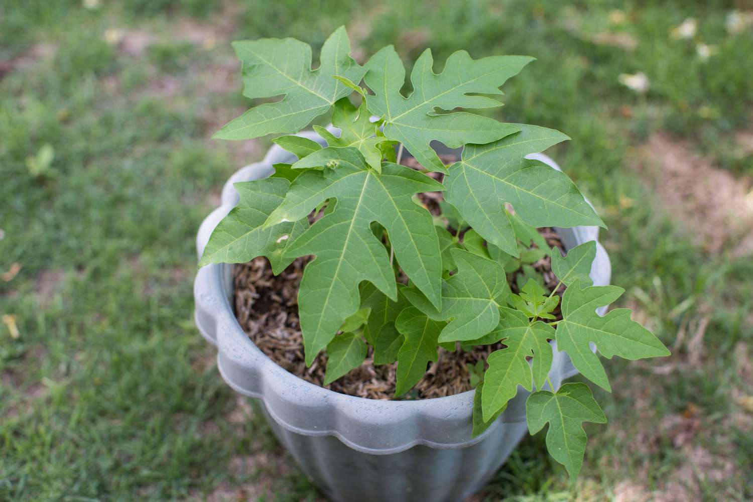 Young plant in a container outdoors on grass showcasing growth and gardening concept