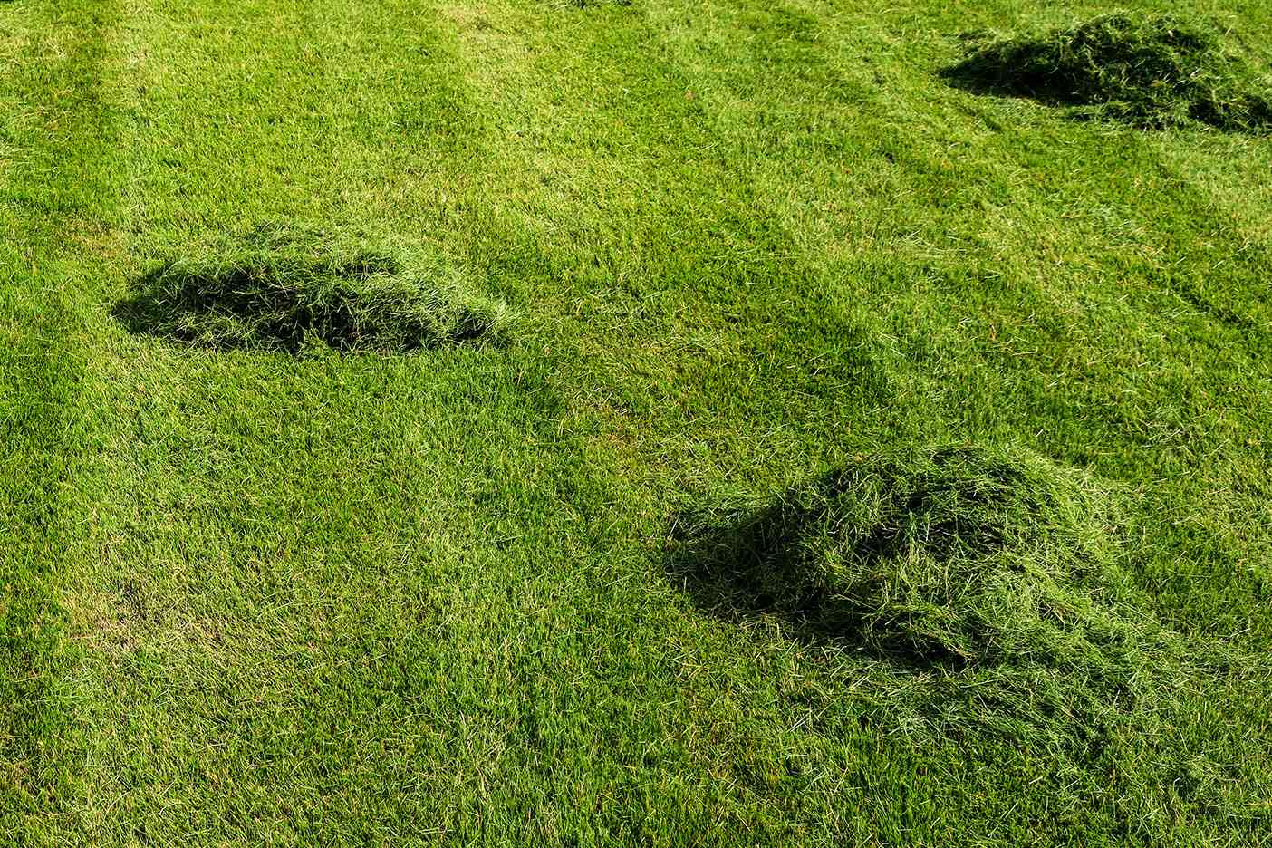 Mowed grass clippings on a lawn