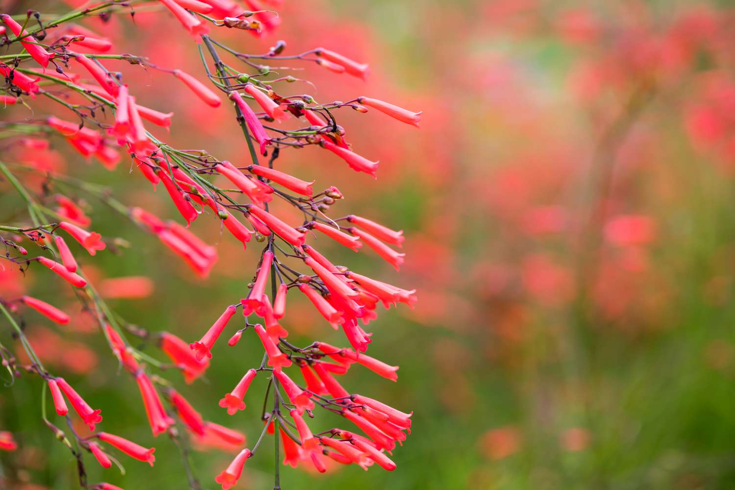 red firecracker plant