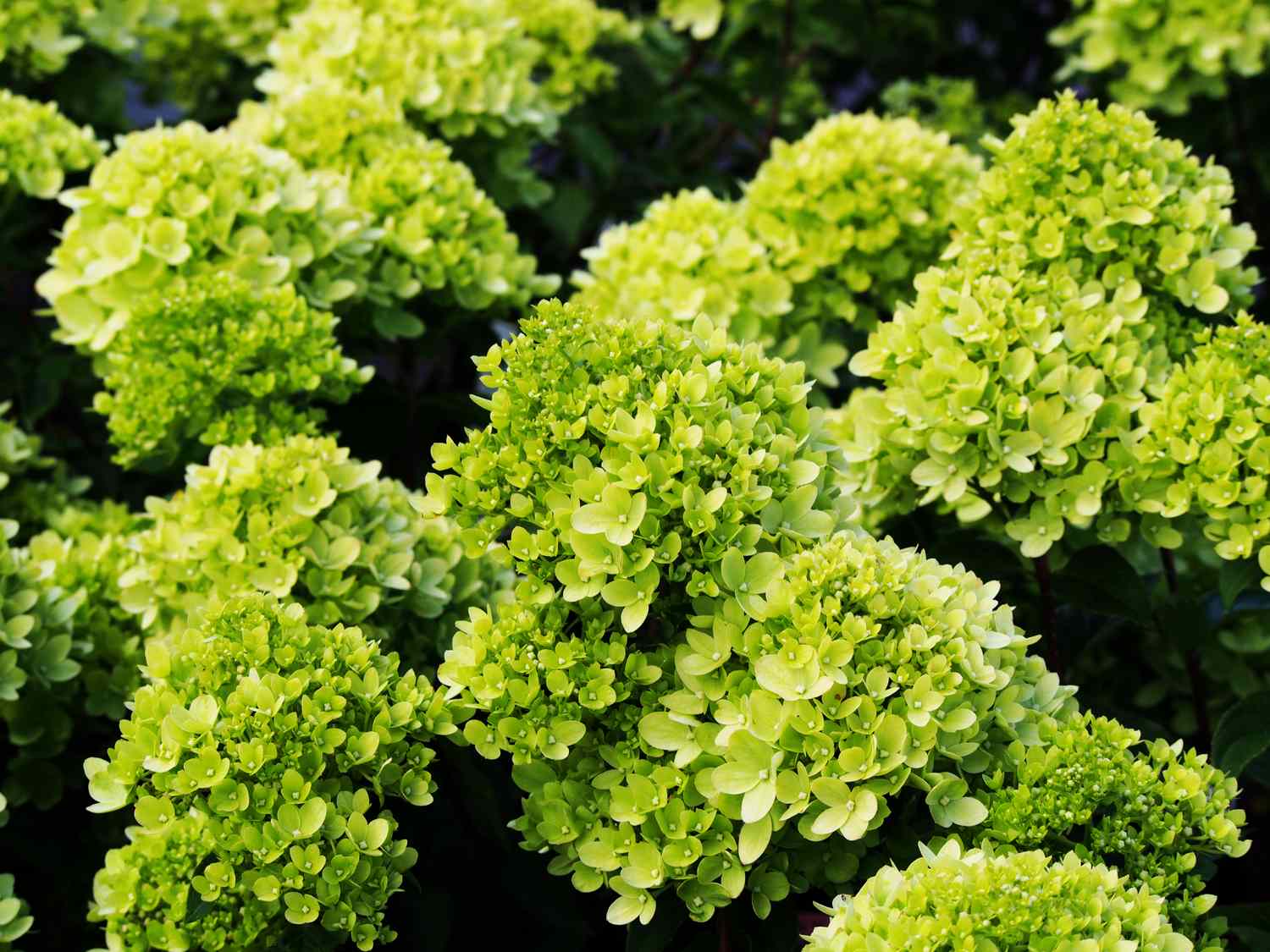 Hydrangea paniculata 'Little Lime' 