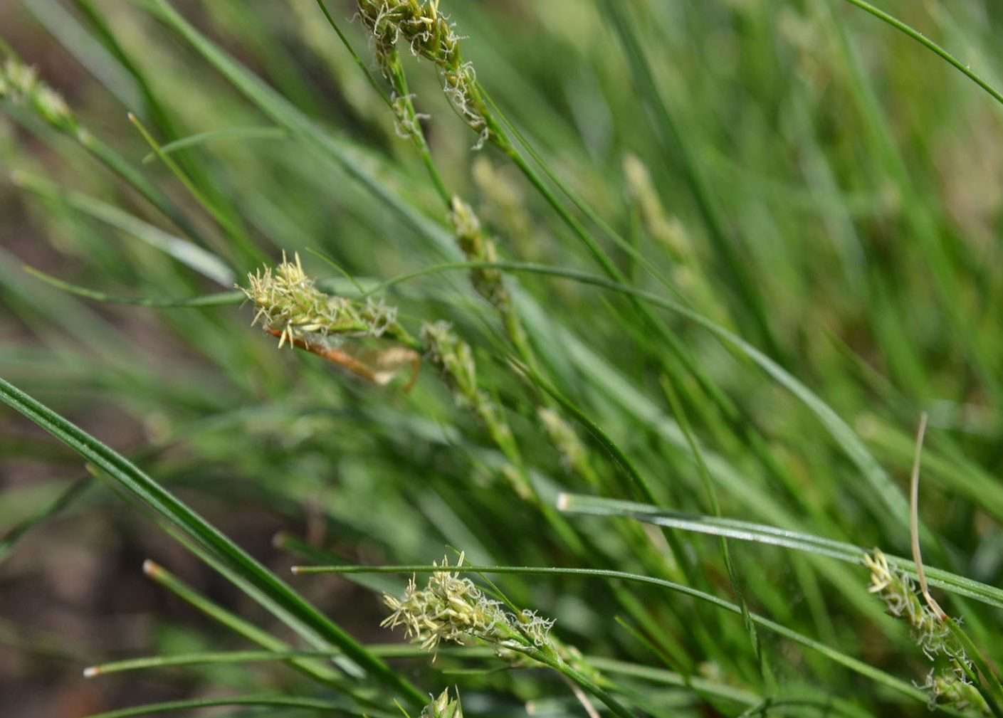 Texas sedge