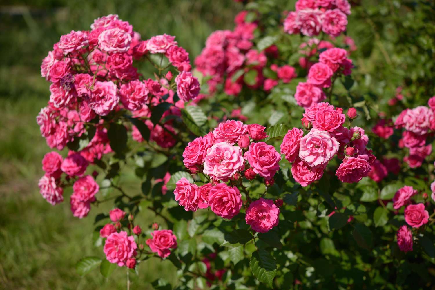 Bushes covered in blooming roses outdoors
