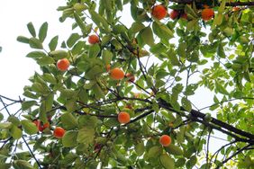 Branches of a tree with fruits among leaves