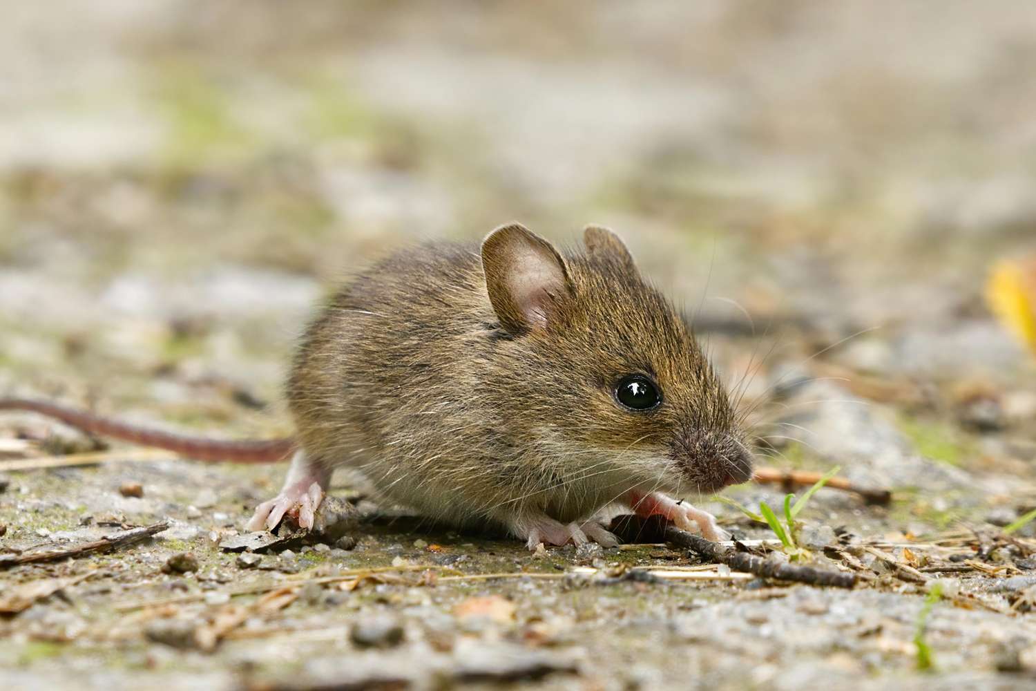 A small mouse standing on a natural outdoor surface