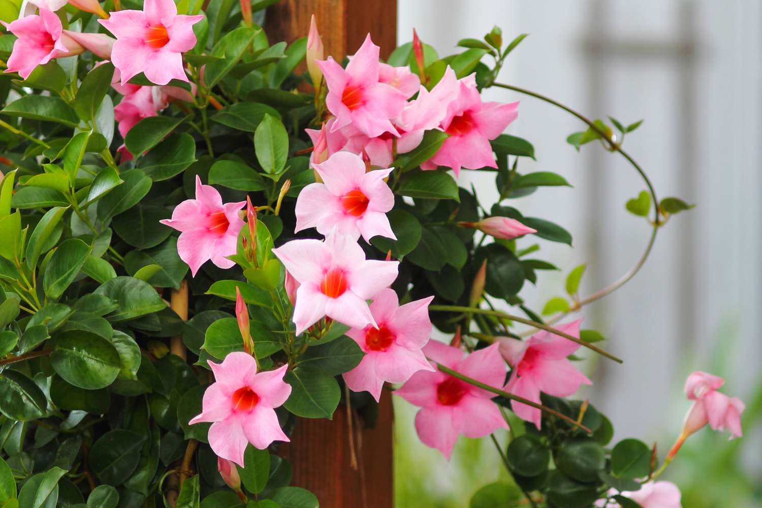 Mandevilla flowers
