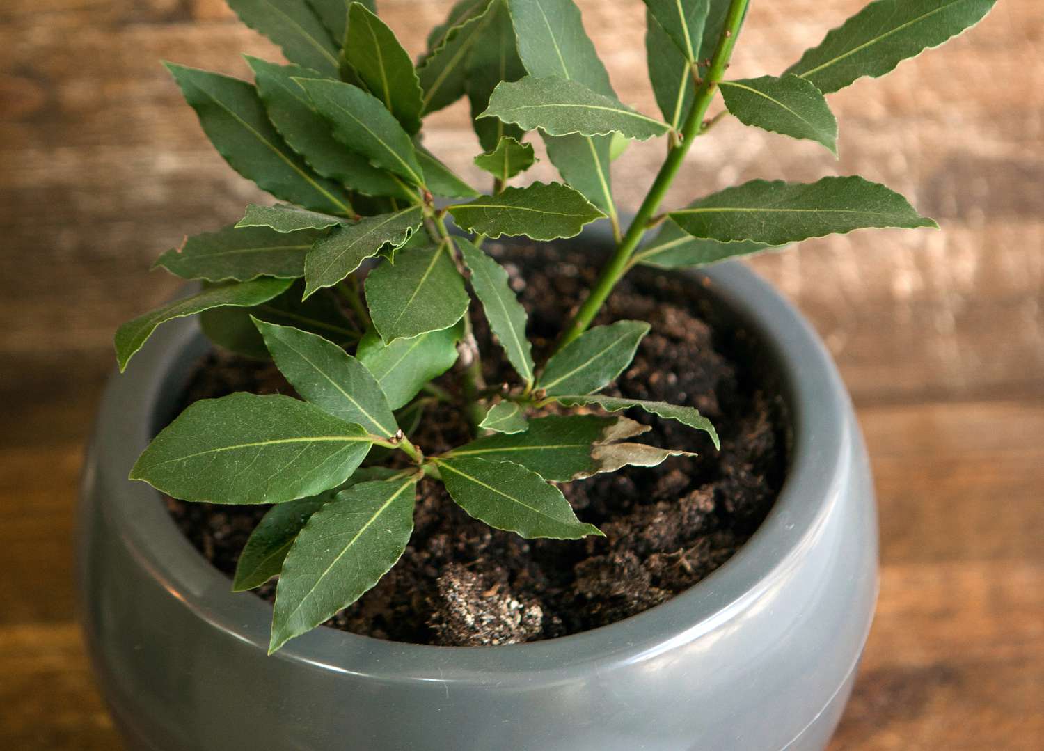 Bay leaf plant in pot on wooden table in front of wooden wall.