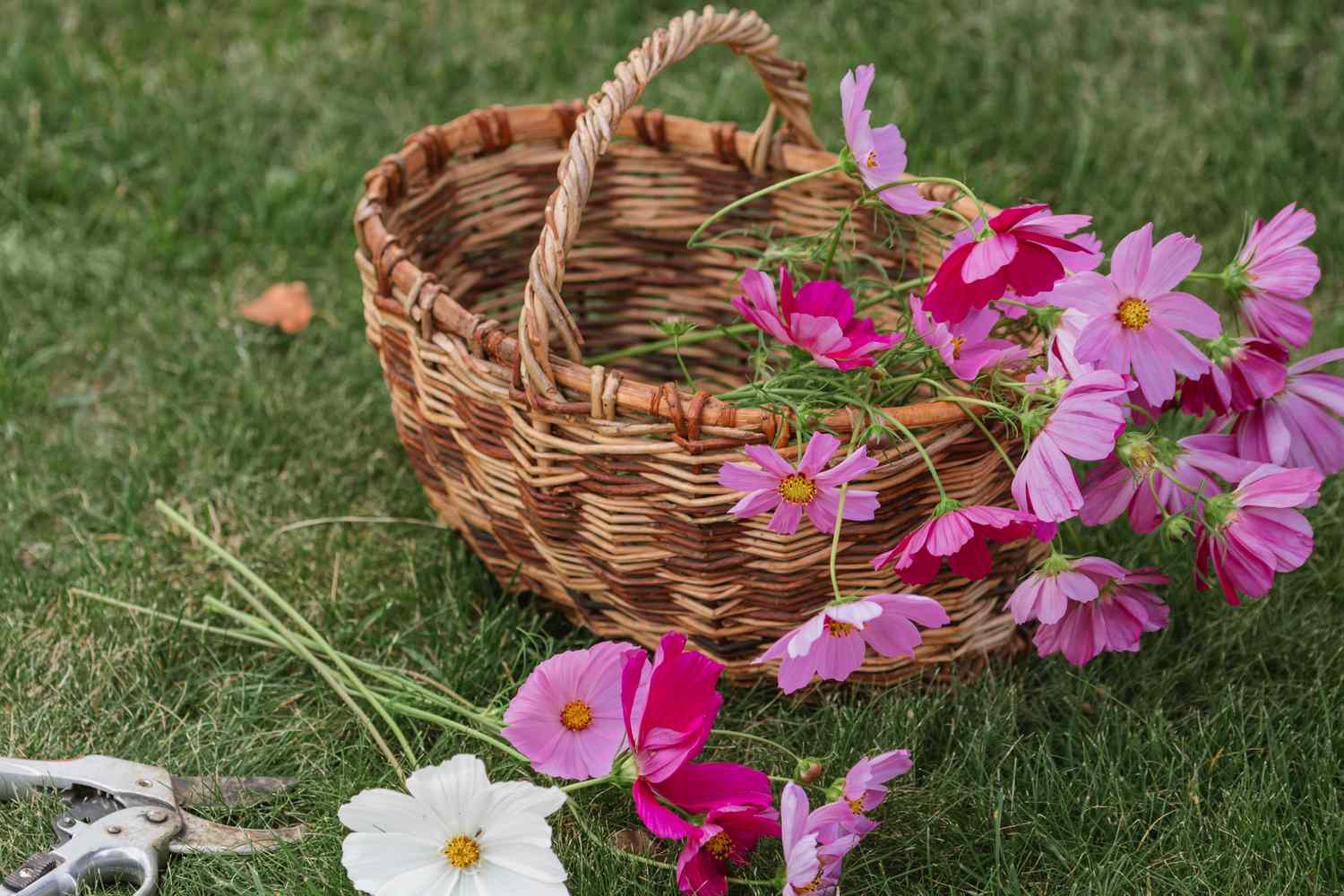 A wicker basket on grass with fresh pink and white flowers spilling out next to garden shears