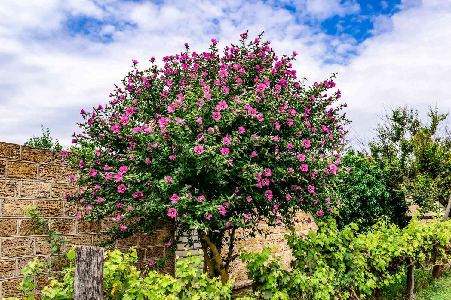 Blooming Hibiscus syriacus tree in the garden