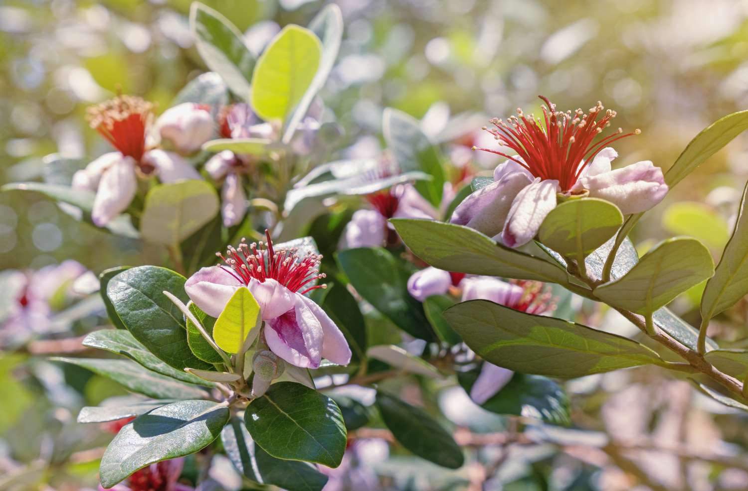 Closeup of a flowering pineapple guava tree with red and pink blossoms and green leaves