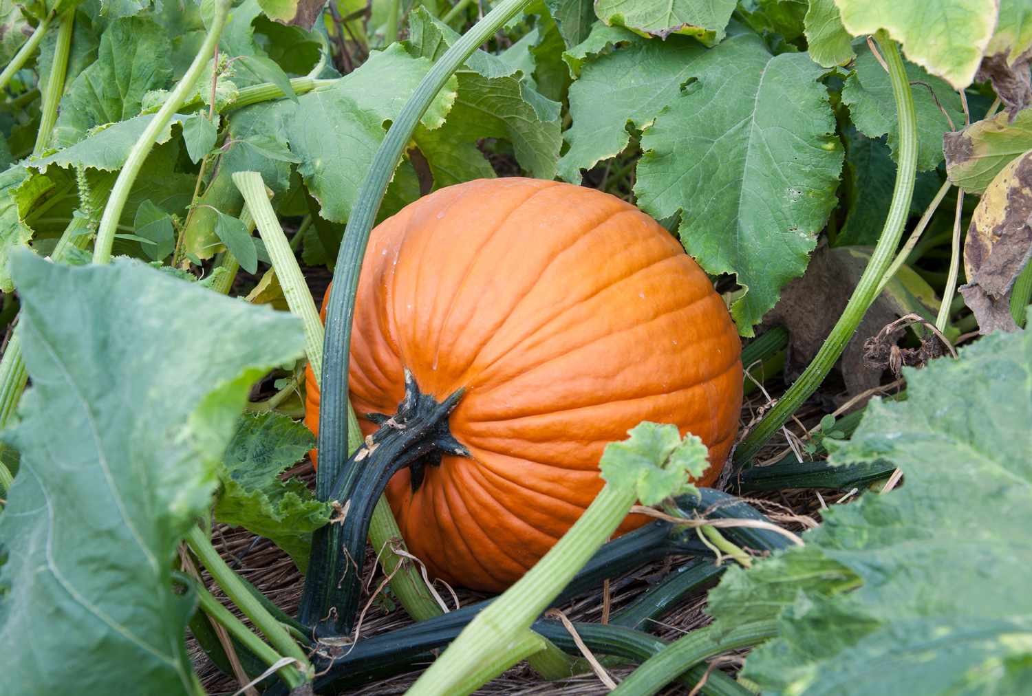 A pumpkin growing among green leaves and vines in a garden