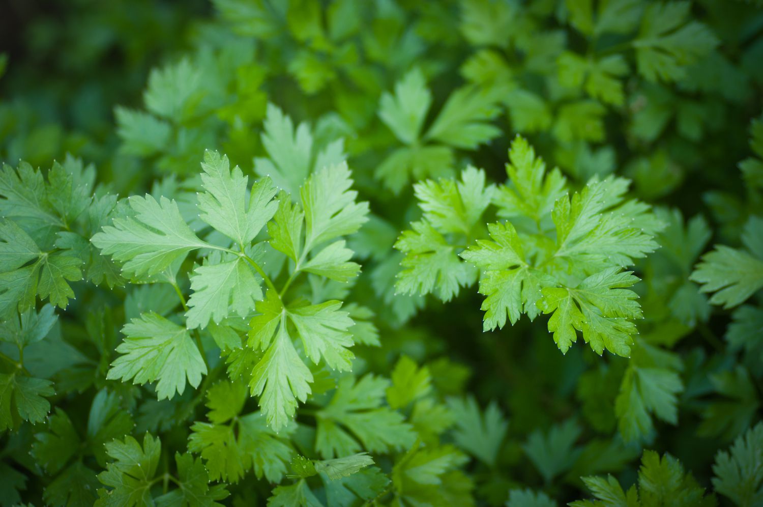 Flat Leaf Parsley Plant