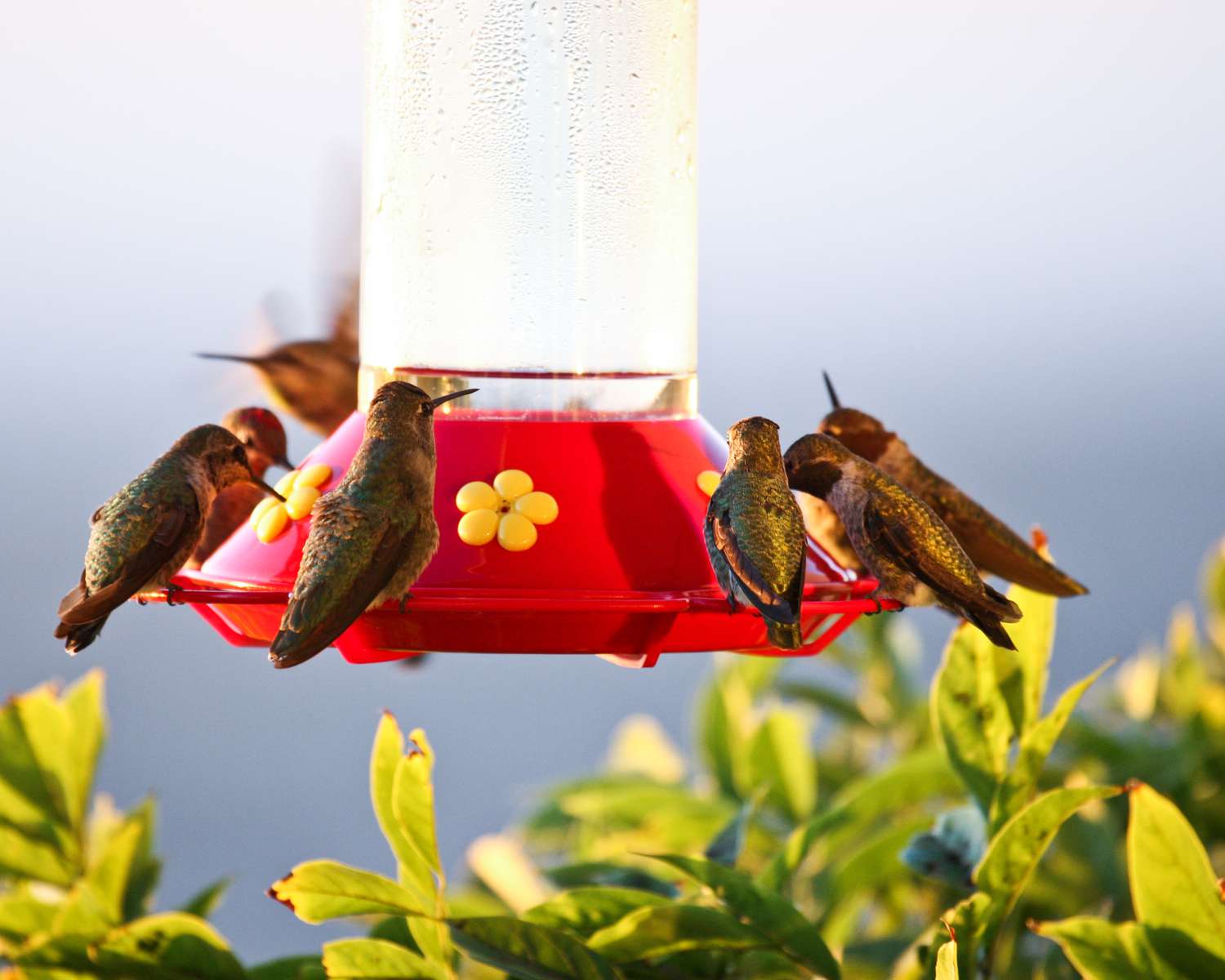 A full hummingbird feeder.