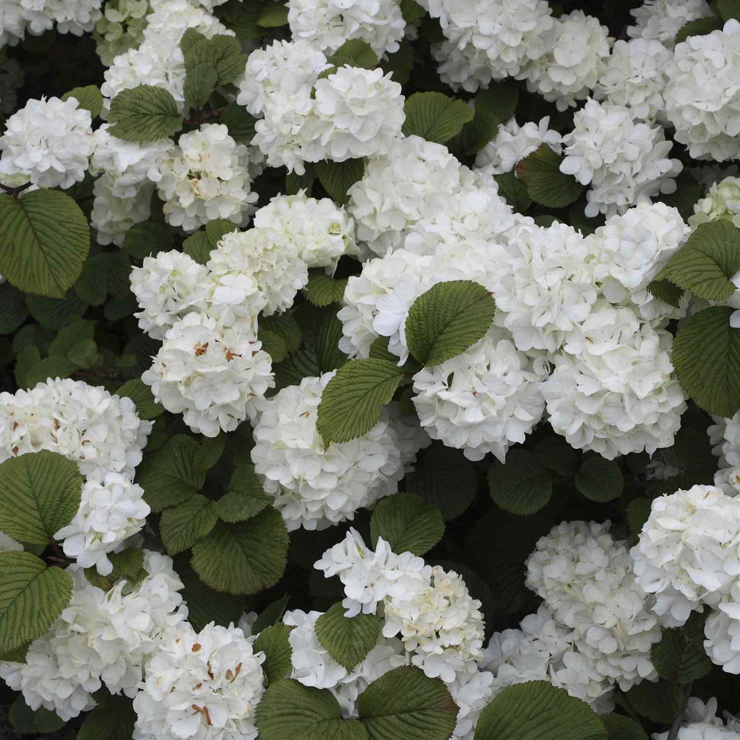 Viburnum-plicatum---Popcorn--0316.jpg (skyword:242036)