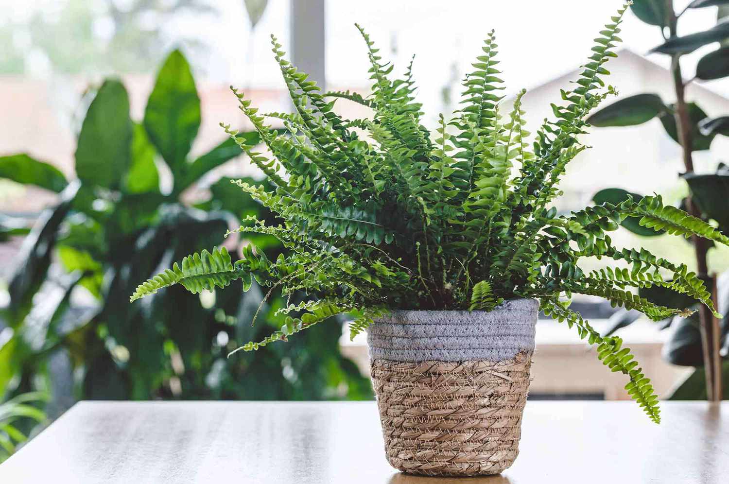 Potted Boston Fern on wooden table surrounded by plants
