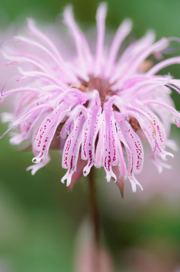 monarda bradburiana