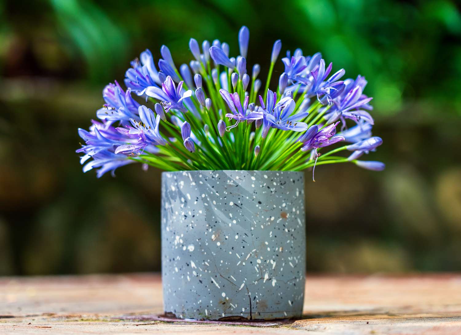 blue agapanthus flower in a pot