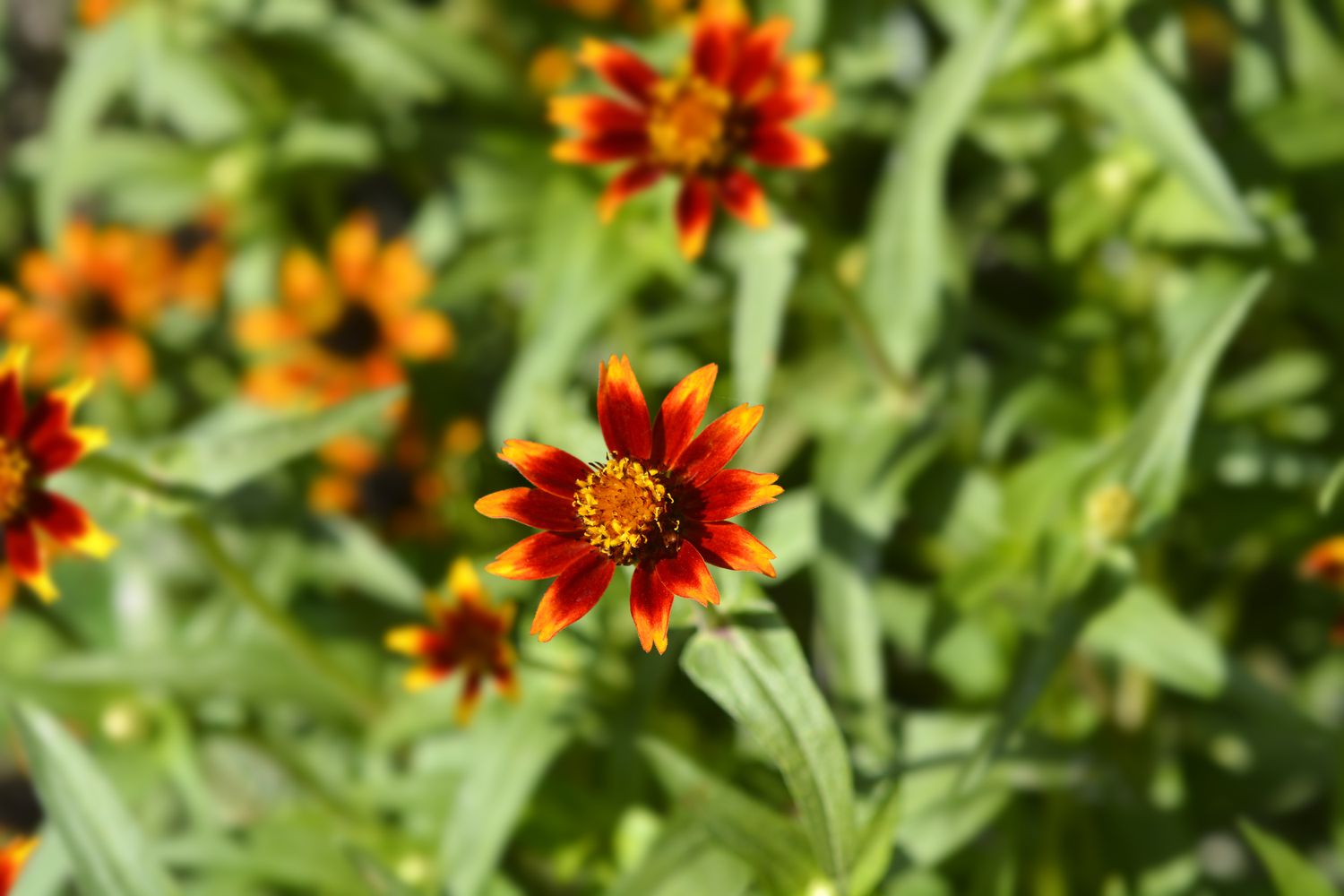 mexican zinnia
