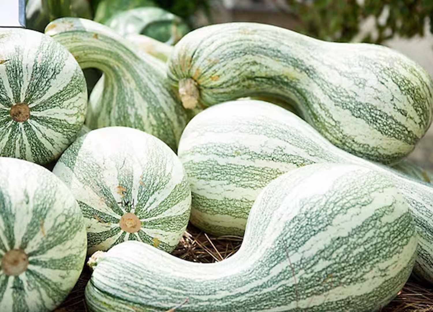 Cushaw Squash