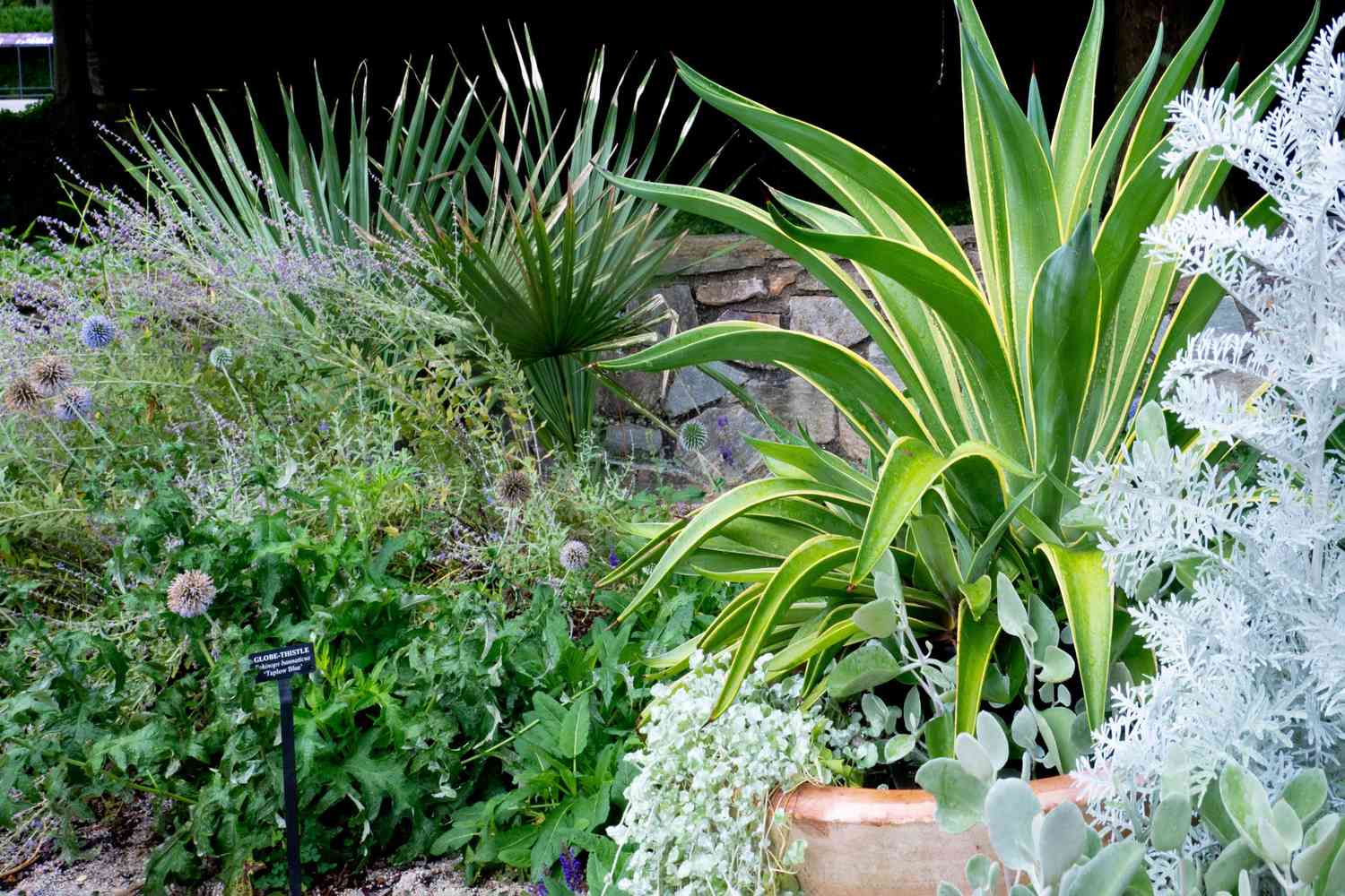 Agave in garden