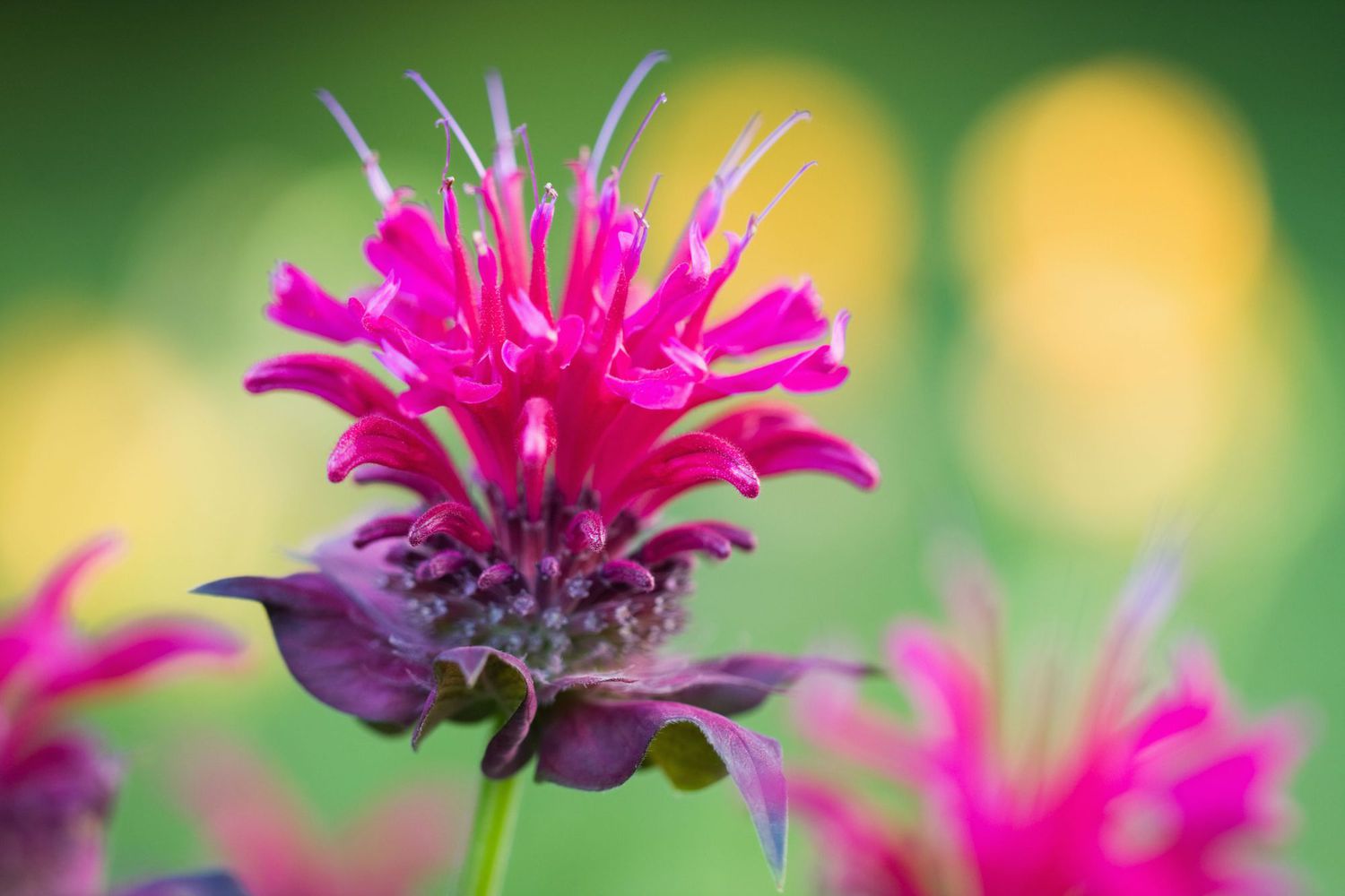 Blooming Bee Balm (Monarda) in a flower garden.