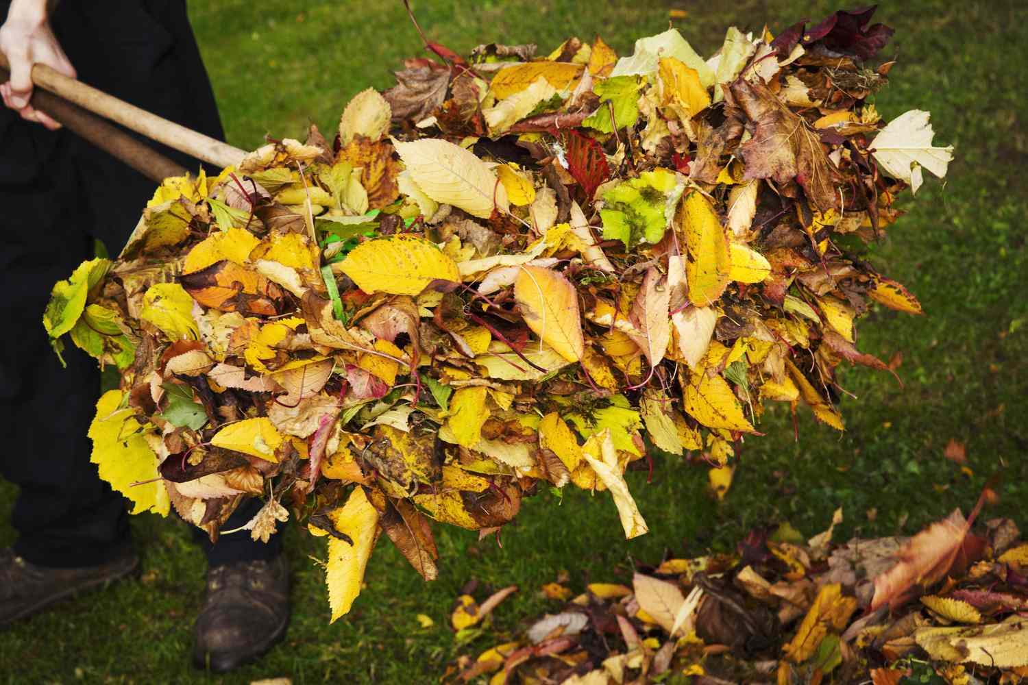 A pile of autumn leaves being raked in a garden