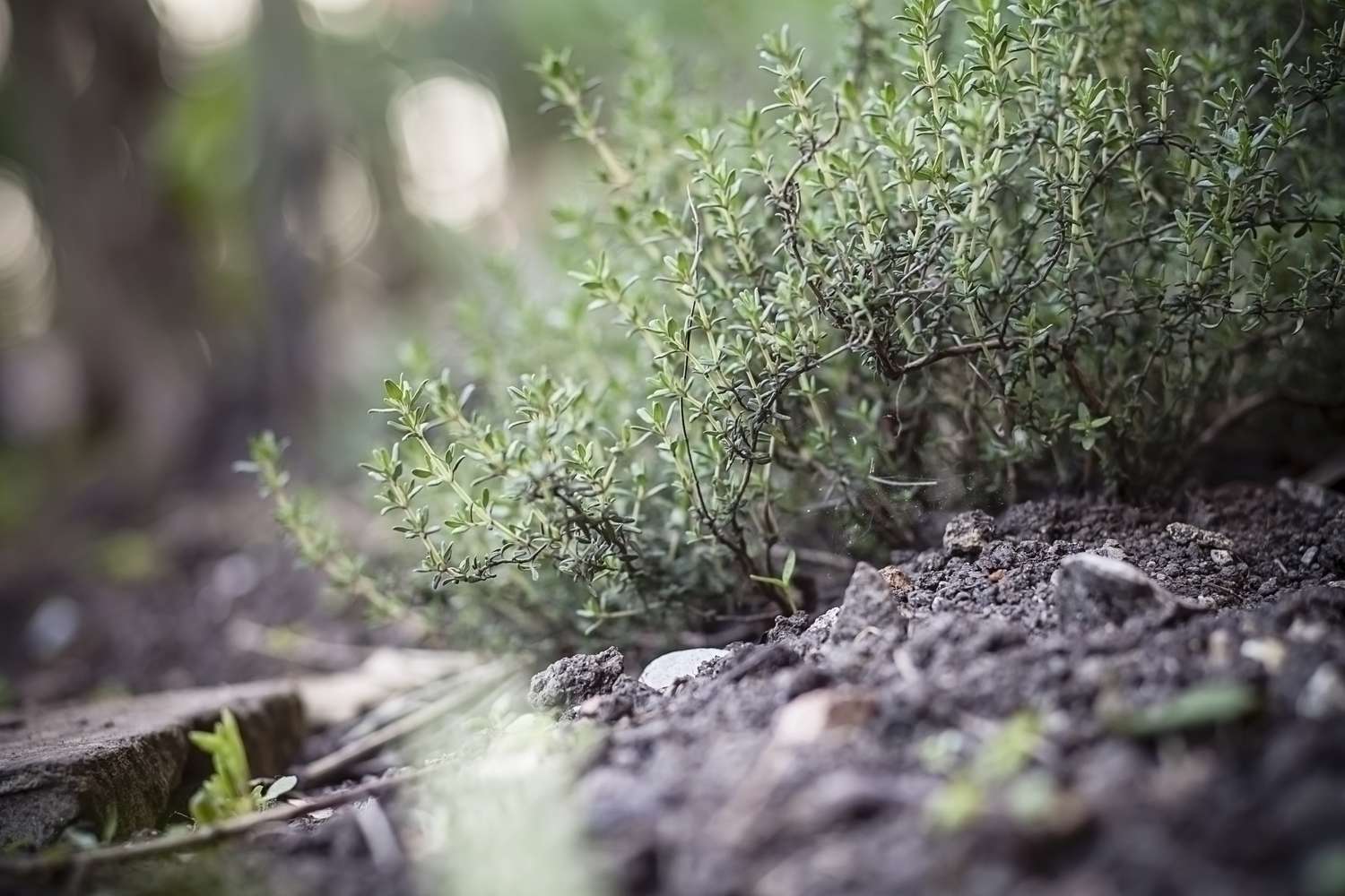 Thyme in a garden
