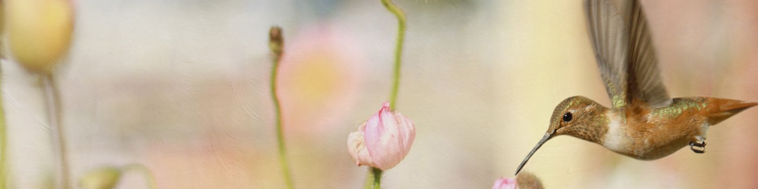 A hummingbird hovering near pink flowers while feeding