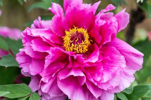 Peony bloom
