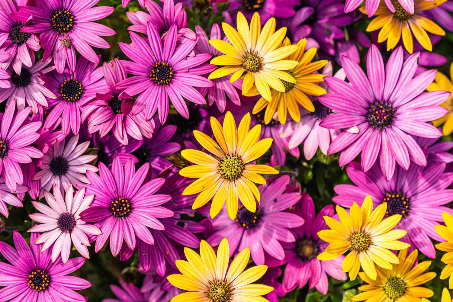 African Daisy in bright pink and yellow
