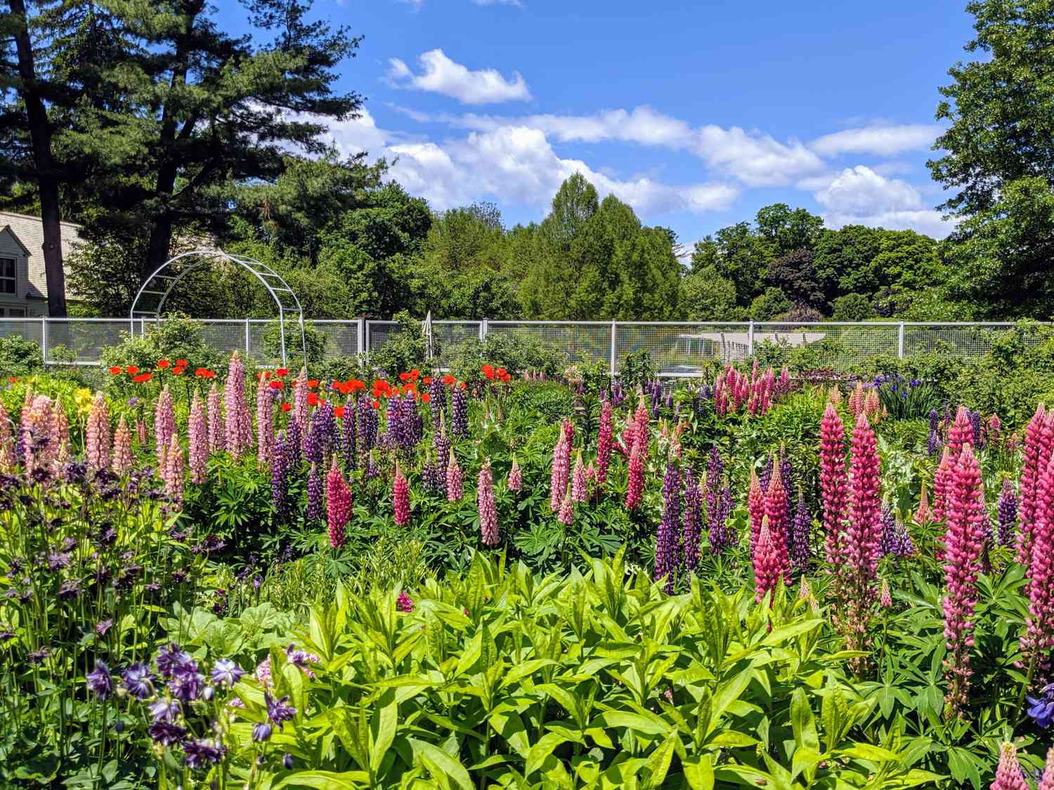 Garden with lupines