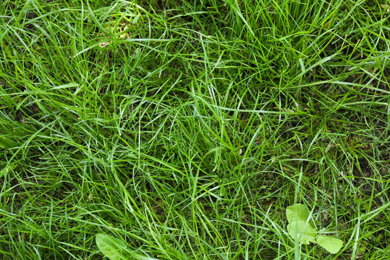 bahia grass lawn