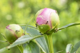 Ants on peonies