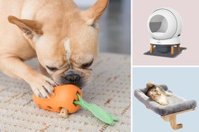 Dog chewing a toy, a cat in a bed, and an automatic pet cleaning device