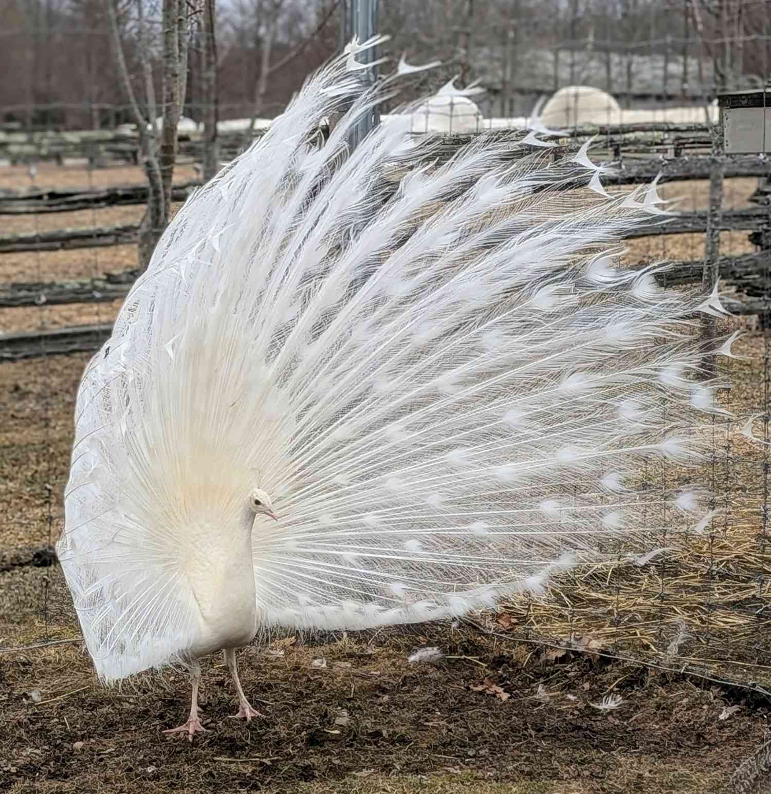White peacock