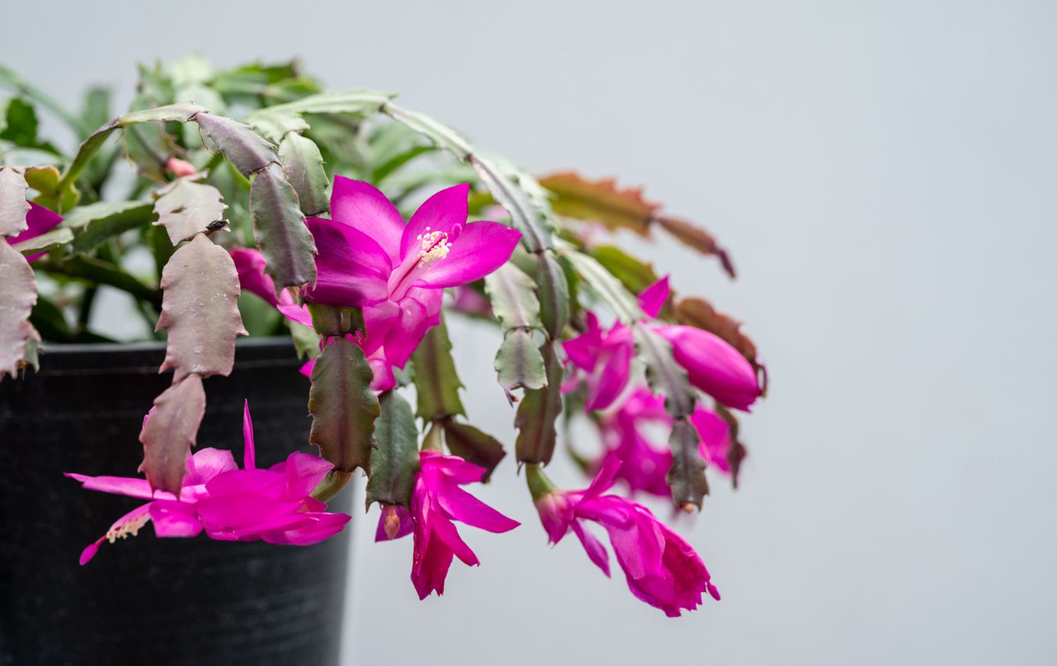A flowering plant with vibrant blossoms in a pot likely a holiday cactus