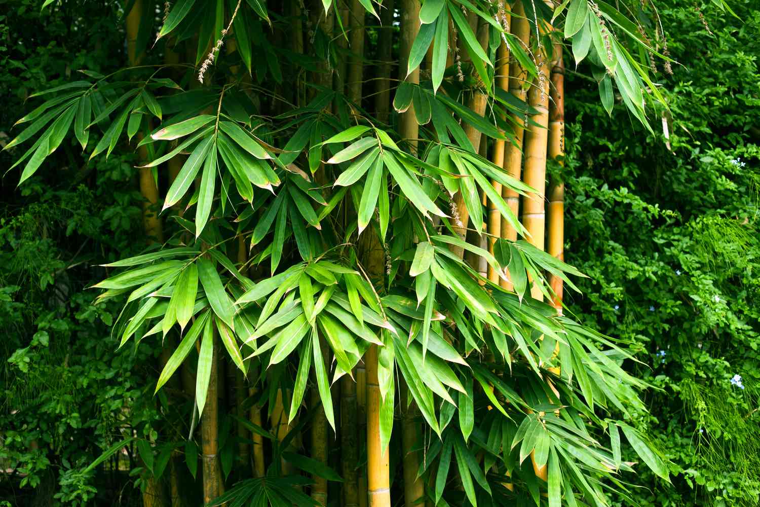 Bamboo plant