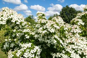 A blooming dogwood tree in a natural outdoor setting