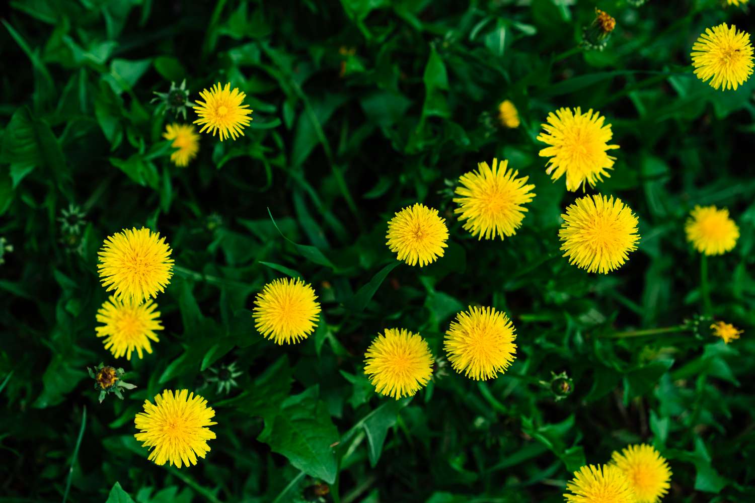 Dandelions in a green grass field