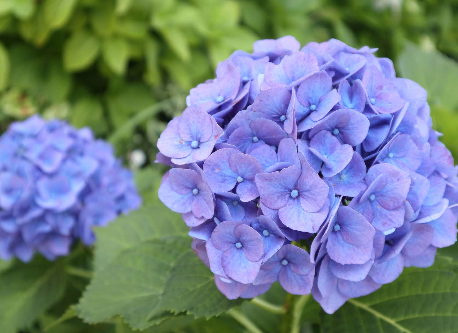 purple oakleaf hydrangea