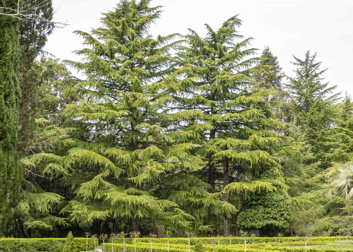 Himalayan cedar in Adler Arboretum Southern Cultures